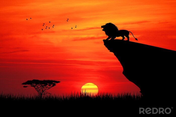 Poster Leeuw en ondergaande zon