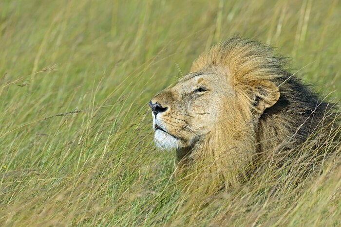 Poster Leeuw in hoog gras