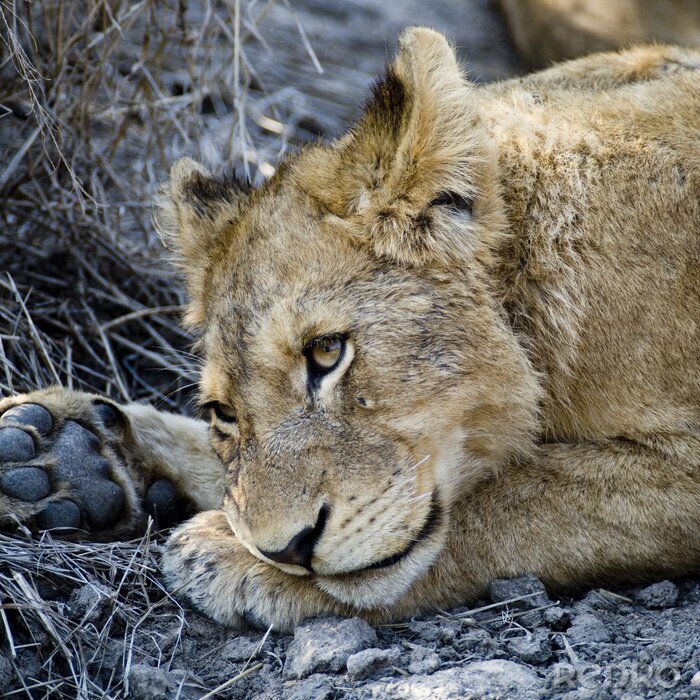 Poster Leeuw liggend op zwarte rotsen