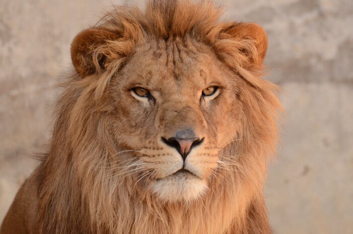 Poster Leeuw op de achtergrond van rotsen