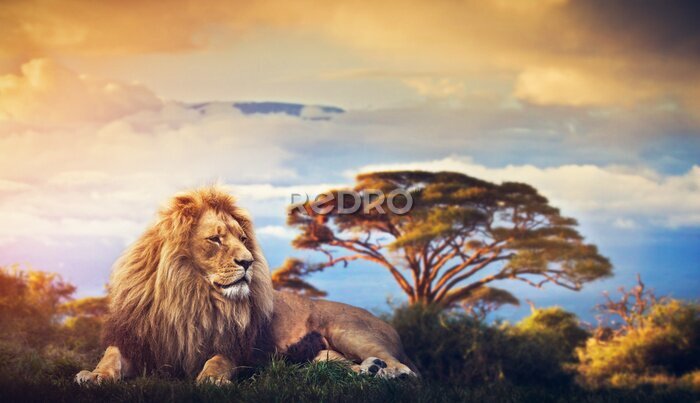 Poster Leeuw op een prachtig safarilandschap