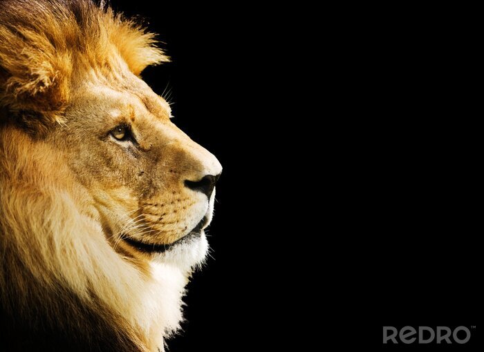 Poster Leeuw op een zwarte achtergrond