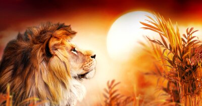 Leeuw op savanne tijdens zonsondergang