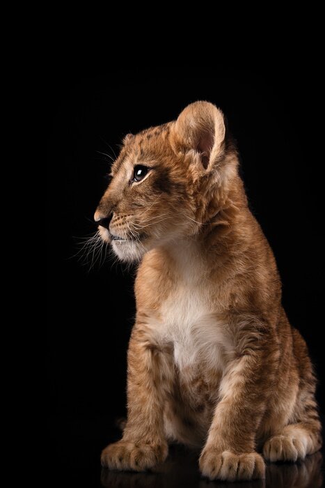Poster Leeuwenwelp op een zwarte achtergrond