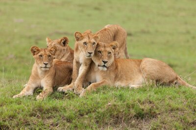 Poster Leeuwin en leeuwenwelpen op het gras