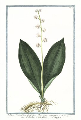 Lelietje-van-dalen witte botanische illustratie in een kader