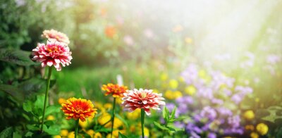 Poster Lente in een tuin vol sierbloemen