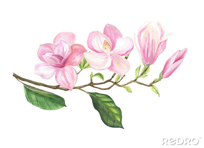Poster Lente magnolia takje