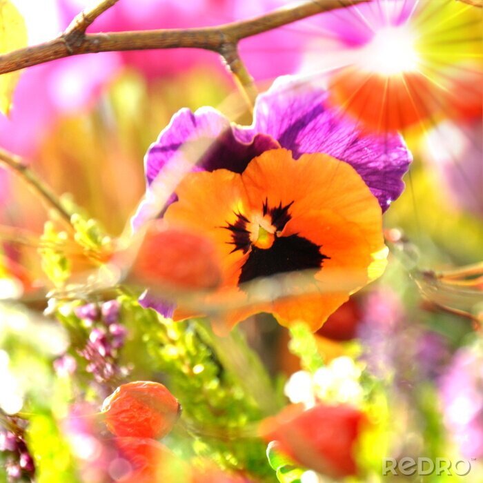 Poster Lente natuur met viooltjes