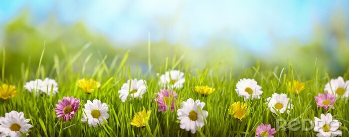 Poster Lentebloem in de weide