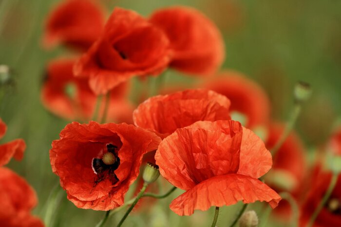 Poster Lentebloemen met rode bloemblaadjes