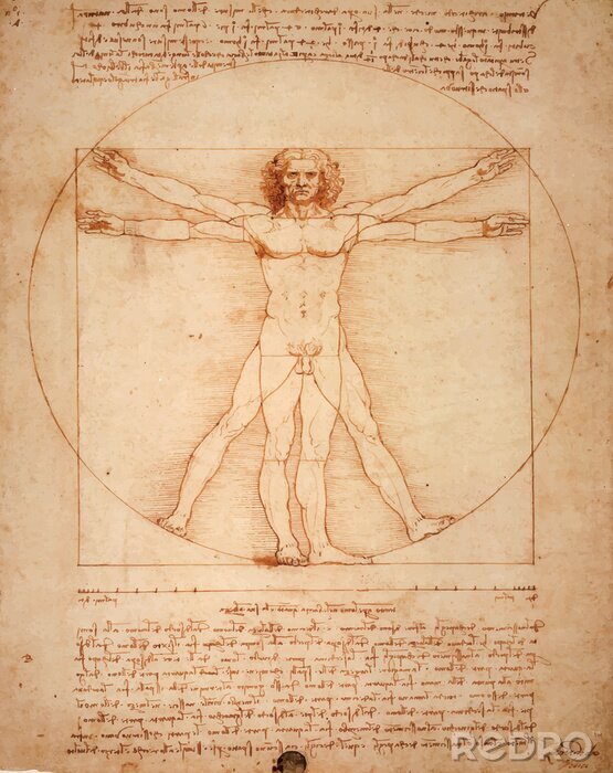 Poster Leonardo DaVinci's Vitruvian Man, Uomo Vitruviano, illustrated