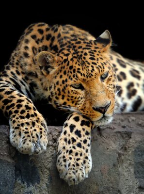 Leopard portret op donkere achtergrond