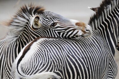 Poster Leuke zebradieren