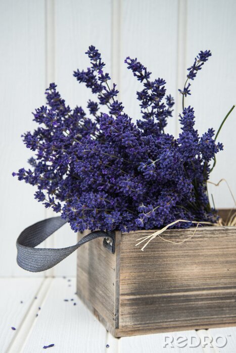 Poster Levende lavendel in een doos
