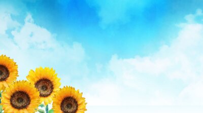 Poster Levendige zonnebloemen en lucht bedekt met zomerwolken