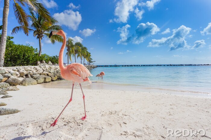 Poster Lichtroze flamingo op het strand
