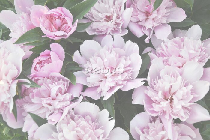 Poster Lichtroze pioenrozen aan de struik