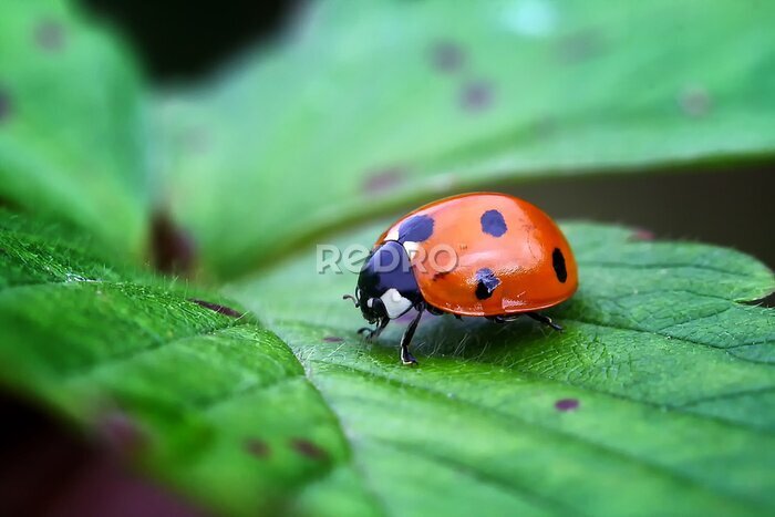 Poster Lieveheersbeestje op een groen blad - close-up