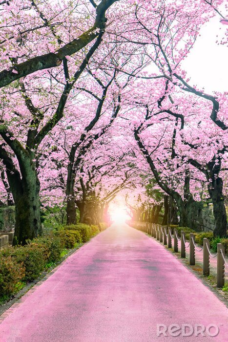 Poster Lighting at the destination Walking path under the beautiful sakura tree or cherry tree tunnel in Tokyo, Japan