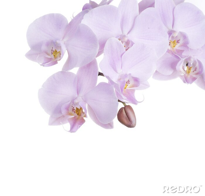 Poster Lila bloemen met een knop