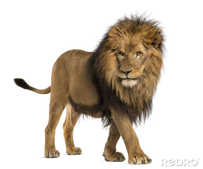 Poster Lions silhouet van een leeuw in beweging