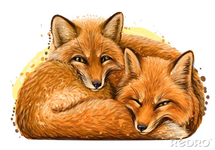 Poster Little foxes. Wall sticker. Realistic, artistic, hand-drawn portrait of two cute smiling sleeping little foxes in watercolor style on a white background.