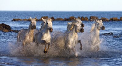 Poster Lopende paarden op het strand