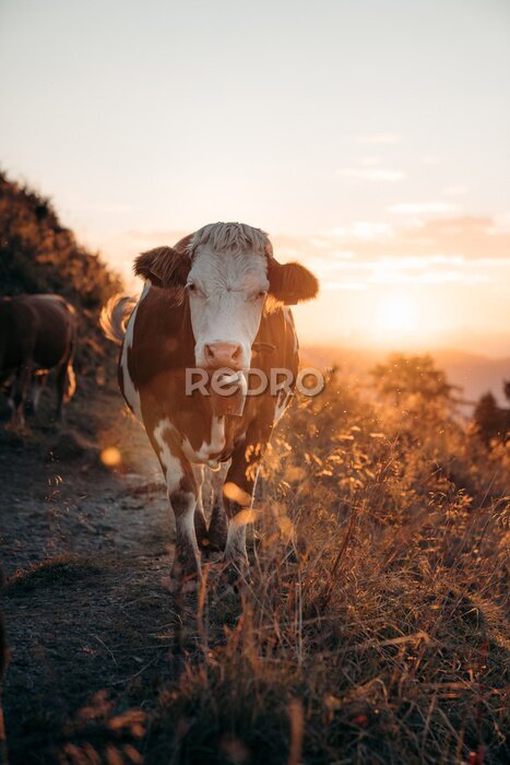 Poster Lopende runderen bij zonsondergang