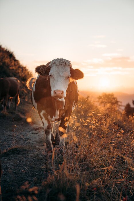 Poster Lopende runderen bij zonsondergang