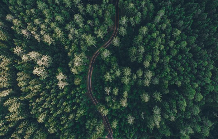 Poster Luchtmening van een weg in het midden van het bos