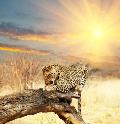 Poster Luipaarddier in de ondergaande zon