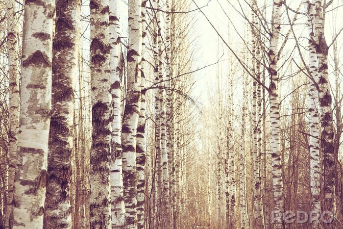 Poster Maart landschap van een berkenbos