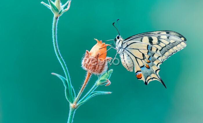 Poster Macro-opnamen van een mooie vlinder op een bloem