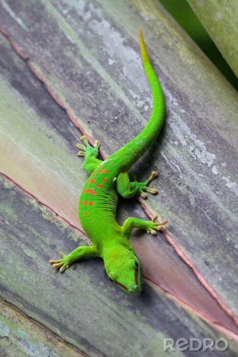 Poster Madagaskar gecko in Zürich Zoo (Zwitserland)