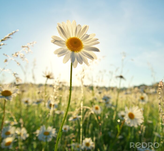 Poster Madeliefjes op een open plek