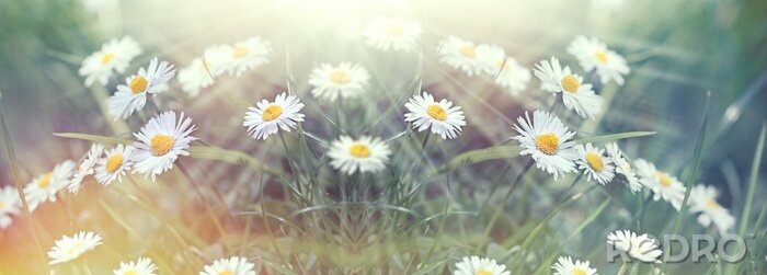 Poster Madeliefjes weide en gras