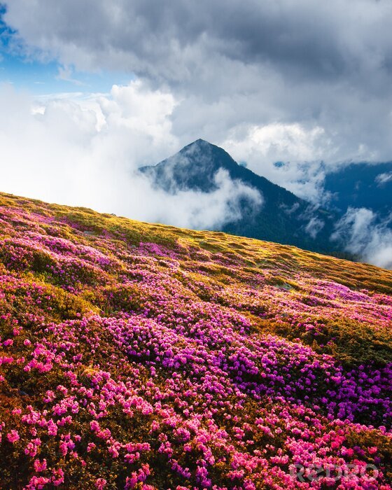 Poster Magic pink rhododendron flowers on summer mountains. Dramatic cloudy sky and foggy meadow