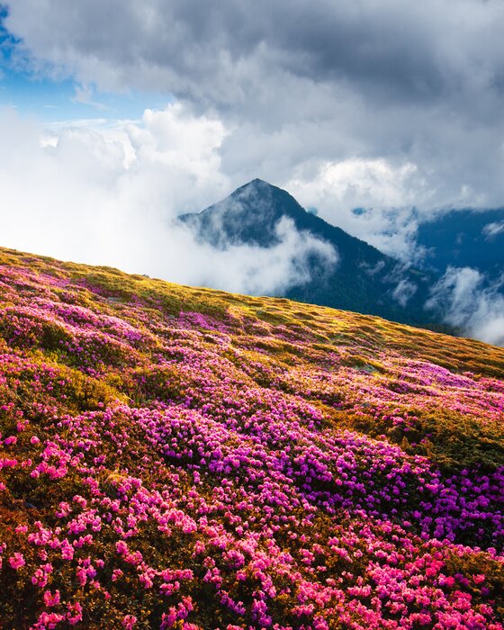 Poster Magic pink rhododendron flowers on summer mountains. Dramatic cloudy sky and foggy meadow