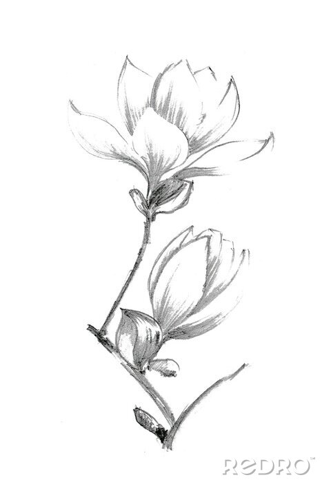 Poster Magnolia bloemen gearceerd met een potlood