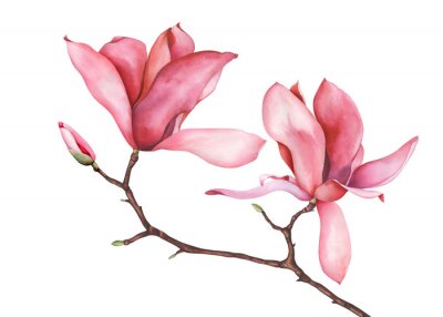 Poster Magnolia geïsoleerd op een bladloos takje