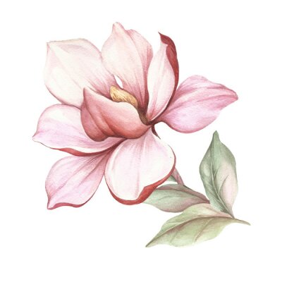 Poster Magnolia met bloemblaadjes naar boven gericht