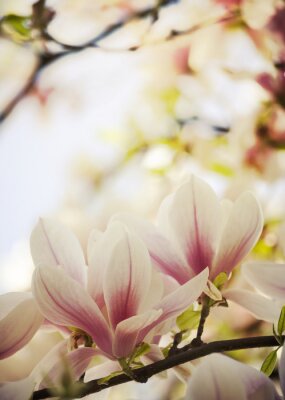 Magnolia met tweekleurige bloemblaadjes