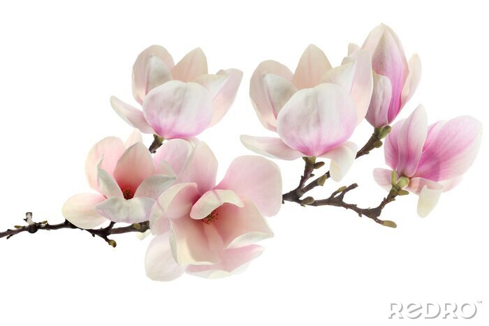 Poster Magnolia op een witte achtergrond