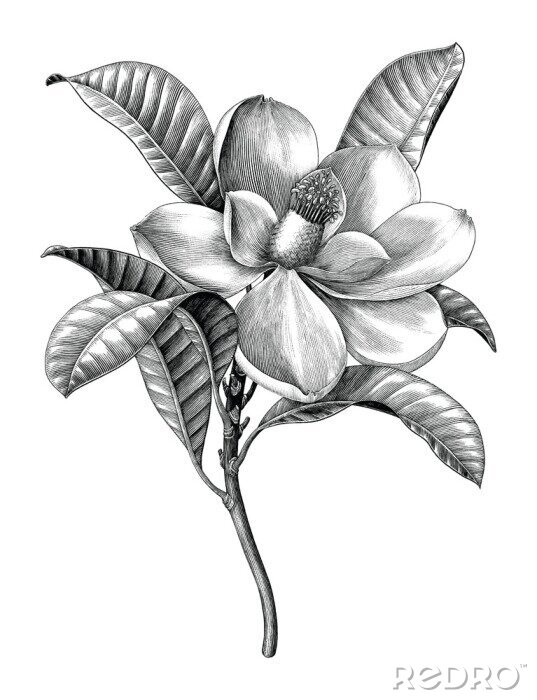 Poster Magnolia op een witte achtergrond geschetst in zwart-wit