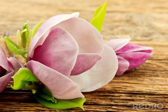 Poster Magnolia op hout