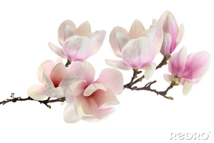 Poster Magnolia's in fuchsiakleur op witte achtergrond