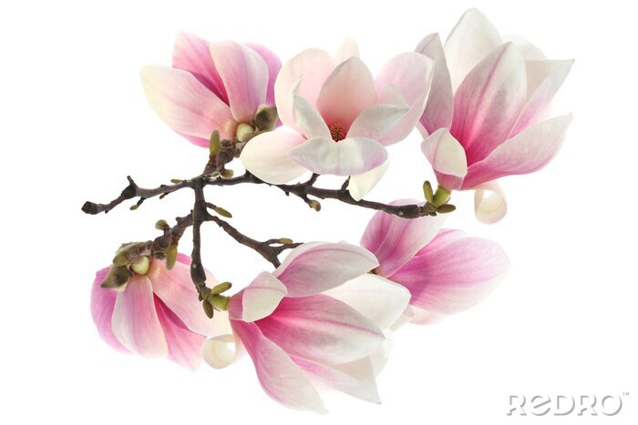 Poster Magnolia's in witte en roze tinten