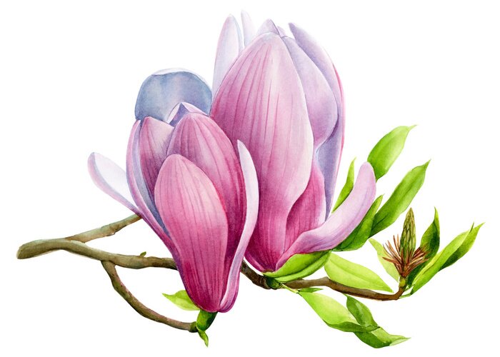 Poster Magnolia's sloten ochtendknoppen