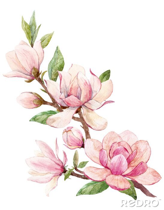 Poster Magnolia takje gearceerd met roze waterverf